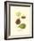 Figs-null-Framed Art Print