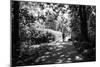 Figures in the Distance in Landscape under Trees-Sharon Wish-Mounted Photographic Print