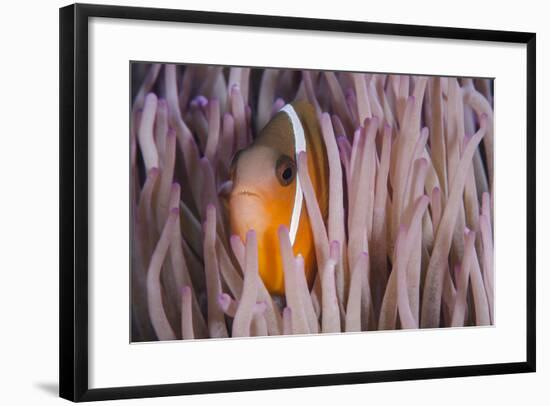 Fiji Anemone Fish Sheltering in Host Anemone for Protection, Fiji-Pete Oxford-Framed Photographic Print