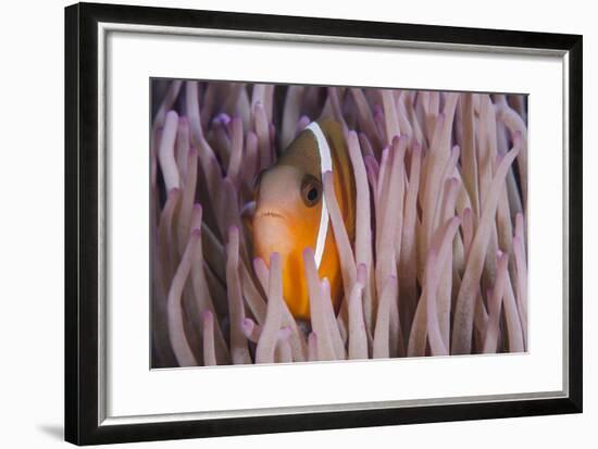 Fiji Anemone Fish Sheltering in Host Anemone for Protection, Fiji-Pete Oxford-Framed Photographic Print