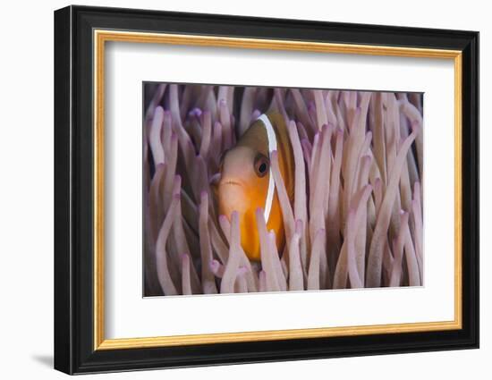 Fiji Anemone Fish Sheltering in Host Anemone for Protection, Fiji-Pete Oxford-Framed Photographic Print