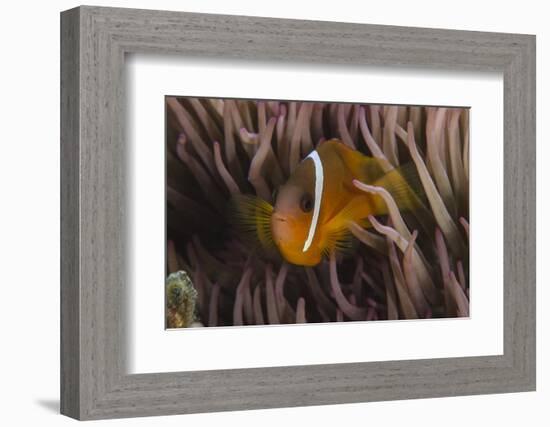 Fiji Anemone Fish Sheltering in Host Anemone for Protection, Fiji-Pete Oxford-Framed Photographic Print