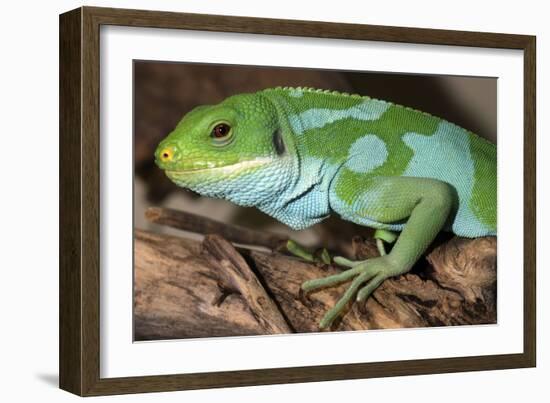 Fiji Banded Iguana Male-null-Framed Photographic Print