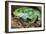 Fiji Banded Iguana Male-null-Framed Photographic Print