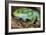 Fiji Banded Iguana Male-null-Framed Photographic Print