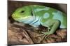 Fiji Banded Iguana Male-null-Mounted Photographic Print