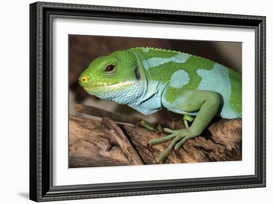 Fiji Banded Iguana Male-null-Framed Photographic Print