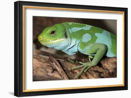 Fiji Banded Iguana Male-null-Framed Photographic Print