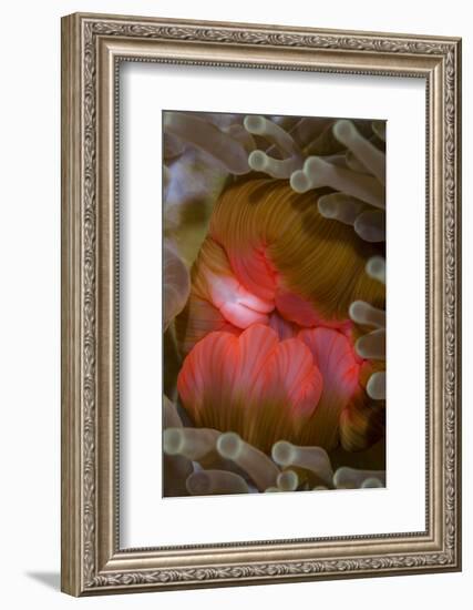 Fiji. Close-up of anemone mouth.-Jaynes Gallery-Framed Photographic Print