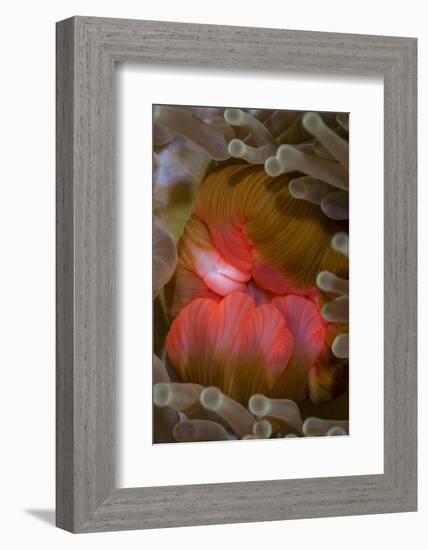 Fiji. Close-up of anemone mouth.-Jaynes Gallery-Framed Photographic Print