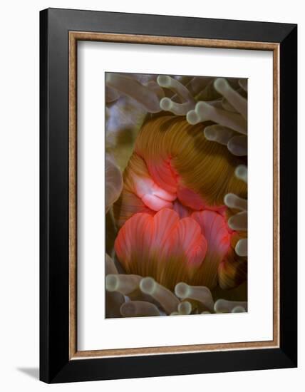 Fiji. Close-up of anemone mouth.-Jaynes Gallery-Framed Photographic Print