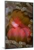 Fiji. Close-up of anemone mouth.-Jaynes Gallery-Mounted Photographic Print