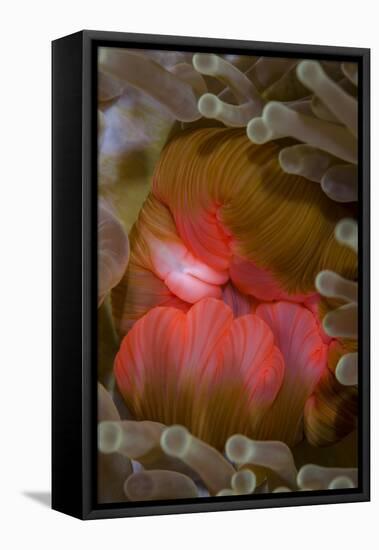 Fiji. Close-up of anemone mouth.-Jaynes Gallery-Framed Premier Image Canvas