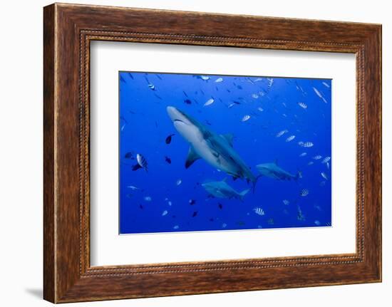 Fiji. Close-up of bull sharks.-Jaynes Gallery-Framed Photographic Print