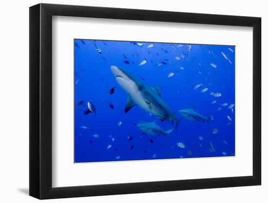 Fiji. Close-up of bull sharks.-Jaynes Gallery-Framed Photographic Print