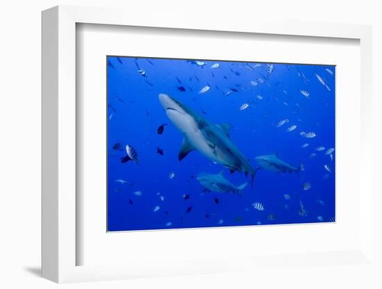 Fiji. Close-up of bull sharks.-Jaynes Gallery-Framed Photographic Print