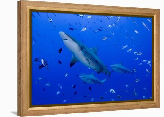 Fiji. Close-up of bull sharks.-Jaynes Gallery-Framed Premier Image Canvas