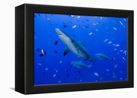 Fiji. Close-up of bull sharks.-Jaynes Gallery-Framed Premier Image Canvas