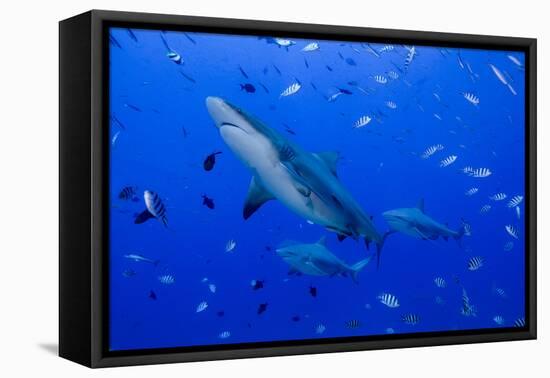 Fiji. Close-up of bull sharks.-Jaynes Gallery-Framed Premier Image Canvas