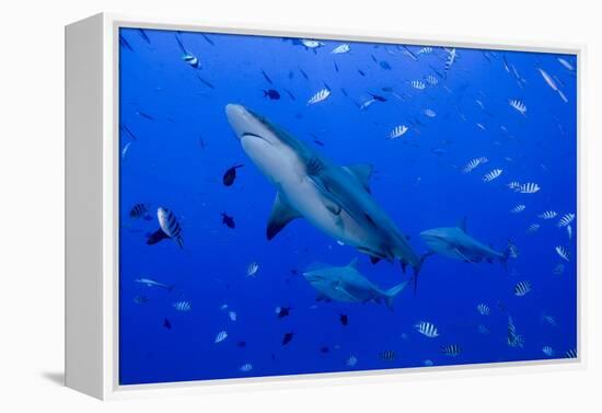 Fiji. Close-up of bull sharks.-Jaynes Gallery-Framed Premier Image Canvas