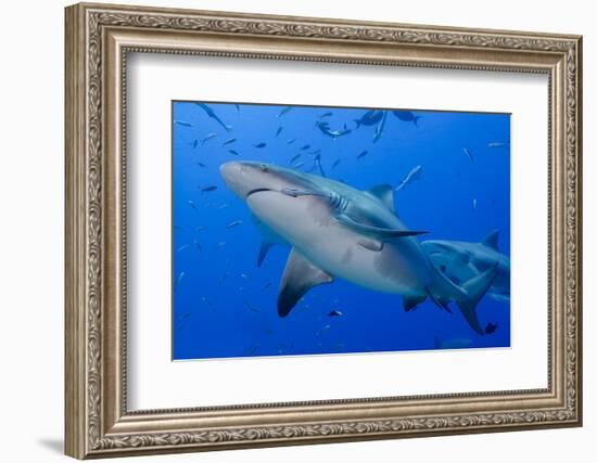 Fiji. Close-up of bull sharks.-Jaynes Gallery-Framed Photographic Print