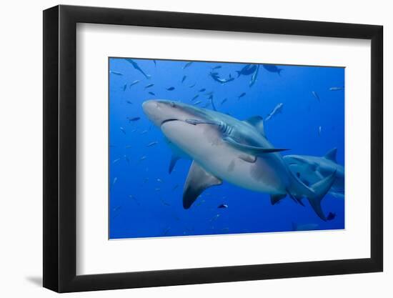 Fiji. Close-up of bull sharks.-Jaynes Gallery-Framed Photographic Print