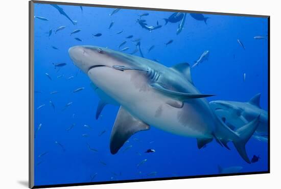 Fiji. Close-up of bull sharks.-Jaynes Gallery-Mounted Photographic Print