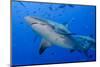 Fiji. Close-up of bull sharks.-Jaynes Gallery-Mounted Photographic Print