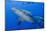 Fiji. Close-up of bull sharks.-Jaynes Gallery-Mounted Photographic Print