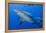 Fiji. Close-up of bull sharks.-Jaynes Gallery-Framed Premier Image Canvas