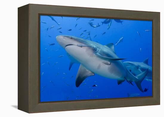 Fiji. Close-up of bull sharks.-Jaynes Gallery-Framed Premier Image Canvas