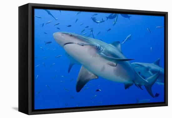 Fiji. Close-up of bull sharks.-Jaynes Gallery-Framed Premier Image Canvas