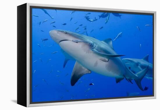 Fiji. Close-up of bull sharks.-Jaynes Gallery-Framed Premier Image Canvas