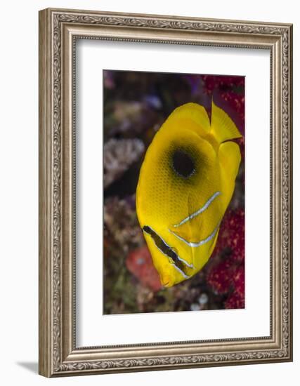 Fiji. Close-up of eclipse butterflyfish.-Jaynes Gallery-Framed Photographic Print