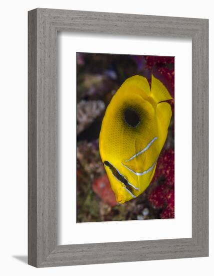 Fiji. Close-up of eclipse butterflyfish.-Jaynes Gallery-Framed Photographic Print