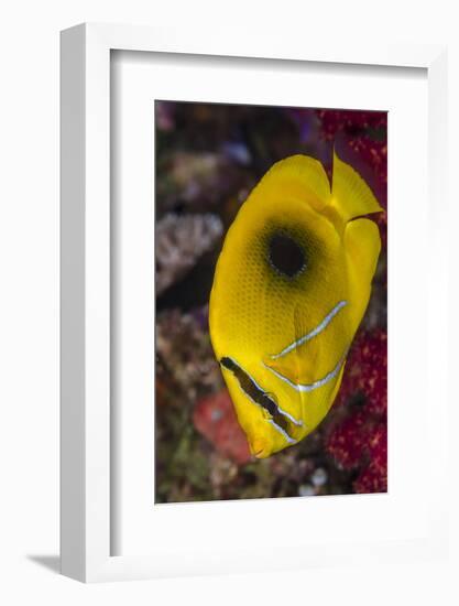 Fiji. Close-up of eclipse butterflyfish.-Jaynes Gallery-Framed Photographic Print