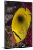 Fiji. Close-up of eclipse butterflyfish.-Jaynes Gallery-Mounted Photographic Print