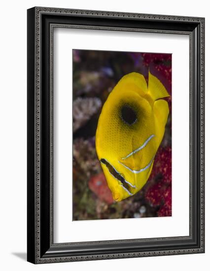 Fiji. Close-up of eclipse butterflyfish.-Jaynes Gallery-Framed Photographic Print