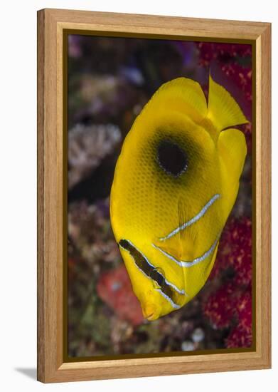 Fiji. Close-up of eclipse butterflyfish.-Jaynes Gallery-Framed Premier Image Canvas