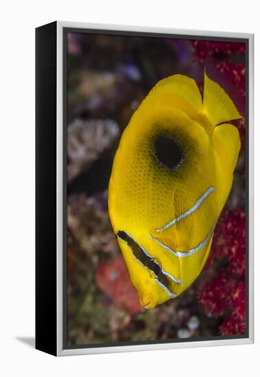Fiji. Close-up of eclipse butterflyfish.-Jaynes Gallery-Framed Premier Image Canvas