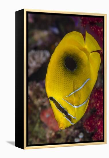 Fiji. Close-up of eclipse butterflyfish.-Jaynes Gallery-Framed Premier Image Canvas