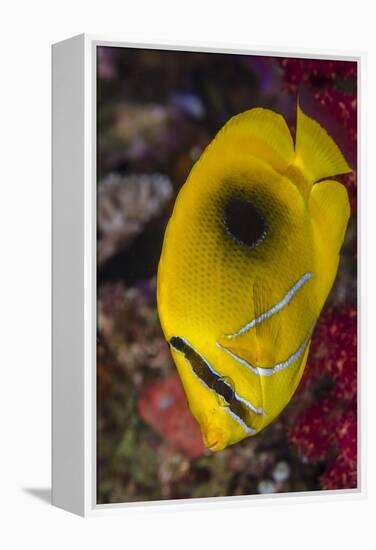 Fiji. Close-up of eclipse butterflyfish.-Jaynes Gallery-Framed Premier Image Canvas