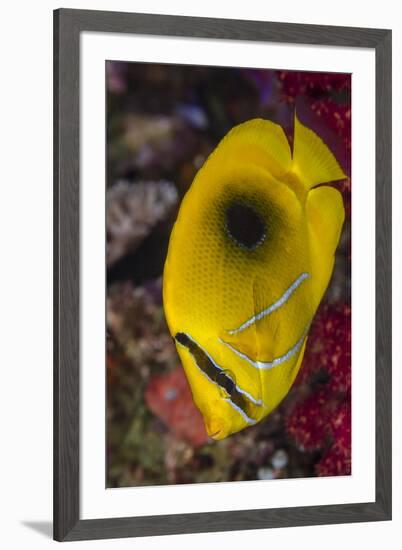 Fiji. Close-up of eclipse butterflyfish.-Jaynes Gallery-Framed Premium Photographic Print