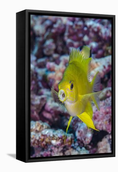Fiji. Close-up of yellow chromes fish.-Jaynes Gallery-Framed Premier Image Canvas
