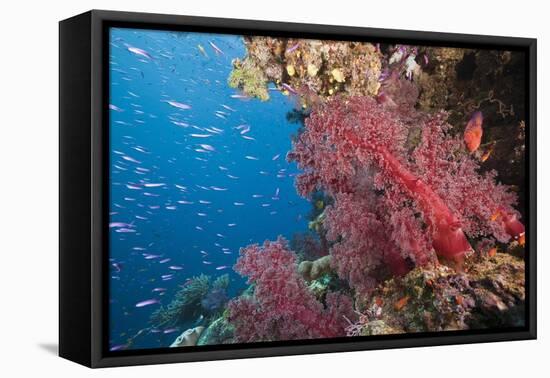 Fiji Coral Reef-Reinhard Dirscherl-Framed Premier Image Canvas
