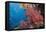 Fiji Coral Reef-Reinhard Dirscherl-Framed Premier Image Canvas