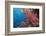 Fiji Coral Reef-Reinhard Dirscherl-Framed Photographic Print