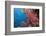 Fiji Coral Reef-Reinhard Dirscherl-Framed Photographic Print