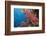 Fiji Coral Reef-Reinhard Dirscherl-Framed Photographic Print