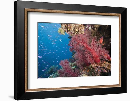 Fiji Coral Reef-Reinhard Dirscherl-Framed Photographic Print